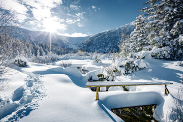 Magical white spruces on a frosty day. Location Carpathian mountain, Ukraine, Europe.