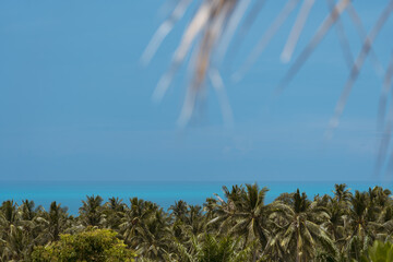 Plantations of coconut palm trees, sea and blue sky on a tropical island