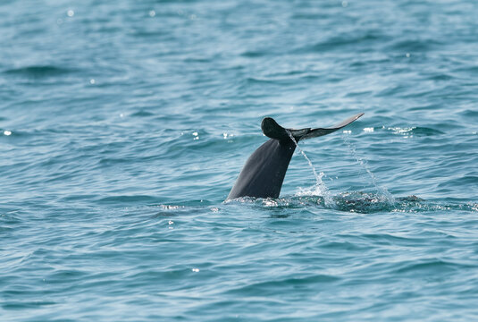 Dolphin diving indise the water with tail up.