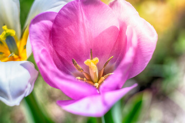 Fototapeta na wymiar opened tulip flower in green blurred image