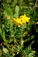 small yellow wildflowers. Baptisia tinctoria flower growing in the meadow. beautiful wild floral...