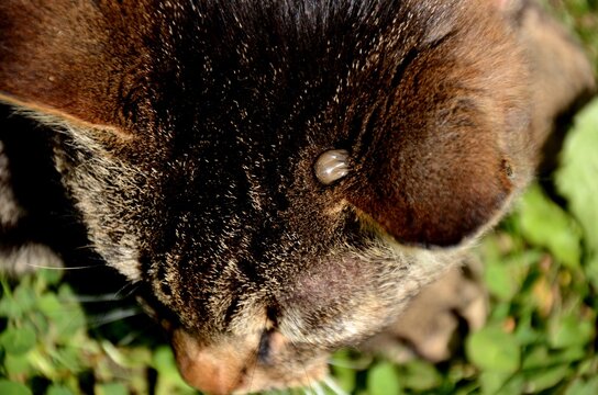 blood-soaked tick clung to the head of a domestic cat and drank blood, thread carrier of disease
