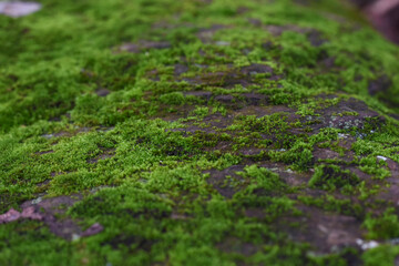 Moss green on rock in froest.