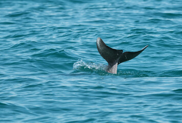 A tail of Dolphin seen above the water