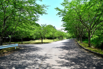 緑鮮やかな遊歩道