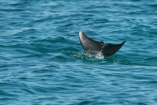 Dolphin diving inside water with tail up