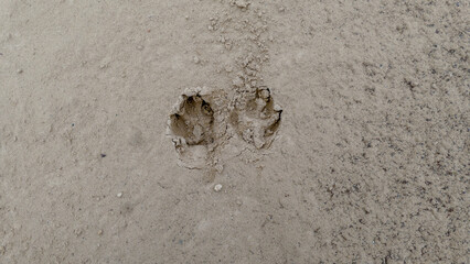 footprints in the sand left by a dog