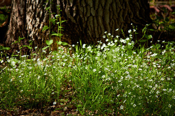 Beautiful flowering wild plant Stellaria holostea (addersmeat or greater stitchwort) in May
