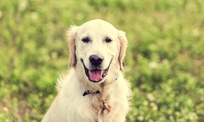 Cute dog sitting on blooming field