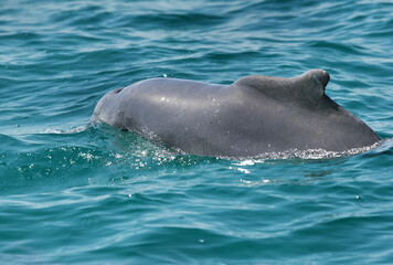 Obraz premium Massive Dolphin emerging from water
