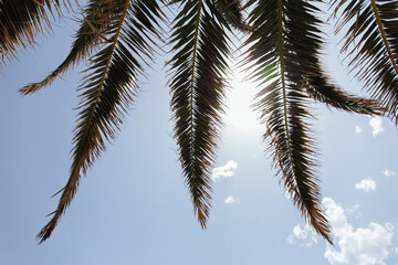 Bottom view of branches of palm tree with sunshine and blue sky with clouds at background
