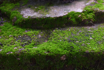 Moss green on rock in froest.