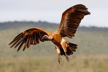 White-backed vulture flying in Zimanga Game Reserve in South Africa