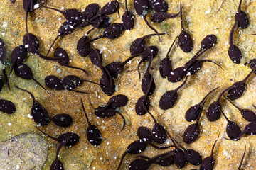 Lots of tadpoles in the water