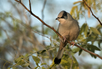 Grey Hypocolius perched on tree