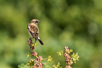 European stonechat perched on flower plant