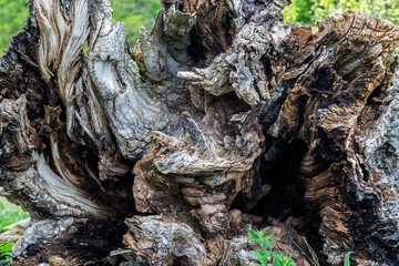 Old, gnarled, tree stump