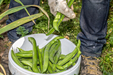 Hands Farmer holding green bean pods