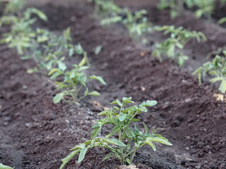 Agricultural background.Small tomato plants grow in a garden bed on a private plot.