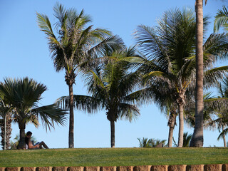 Fototapeta premium palm trees on the beach
