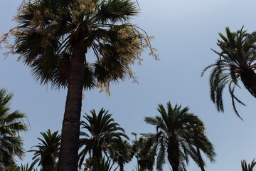 Low angle view of palm trees with blue sky at background