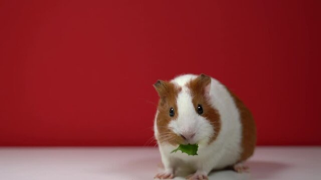Closeup view 4k video of cute brown and white colors home pet guinea pig eating fresh green leaf of dandelion flower with great appetite.