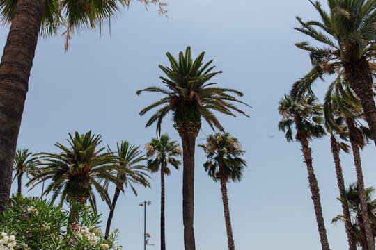 Low angle view of blooming plant and palm trees with blue sky at background