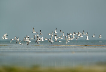 Little Terns flying, Um jaleed island, Bahrain