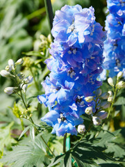 Delphinium, Dauphinelle cultivée ou Pieds-d'alouette aux fleurs en corymbes sur hampe florale,...