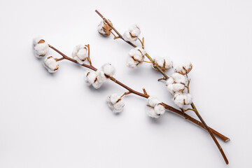 Beautiful cotton branch on white background