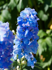 (Delphinium) Hampe florale de dauphinelle ou pieds-d'alouette