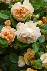 Yellow-orange lush flowering rose bushes in the garden. Roses in drops after the rain.