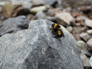 bumblebee on stone