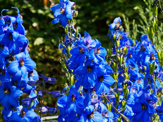 Hampes florales de dauphinelle ou pieds-d'alouette (Delphinium)