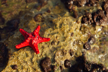 Close up view of red starfish on wet textured stone