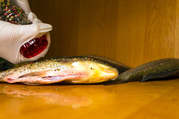 Carp has tasty dietary meat. Fishing carp great pleasure.