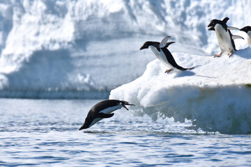 Adelie penguins diving into the water (Hope Bay, Antarctica)