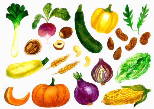 Healthy Vegetables big collection nr2 - zucchini, raddish, onion, salad, corn, nuts, pumpkin etc. Watercolor isolated elements on white background. Hand painted illustration