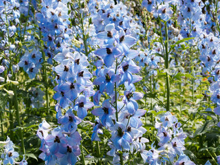 Hampes florales de dauphinelle ou pied d'alouettes (Delphinium)