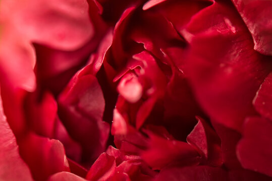Abstract floral background. Graphic resource. Macro closeup of red burgundy peony petals