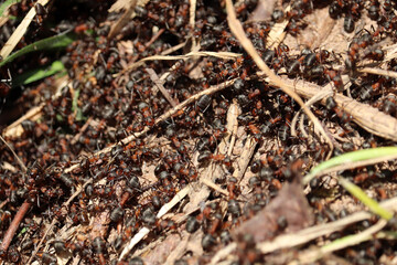 Forest red ants in an anthill, a crowd of insects