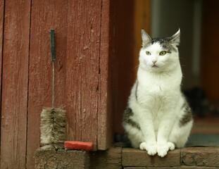 country cute cat outdoor close up photo sit on the house porch
