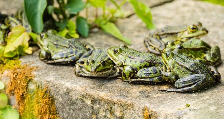 Teichfrösche auf Mauer 