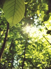 Rayos de sol se filtran tras las hojas en un bosque en Suiza al atardecer