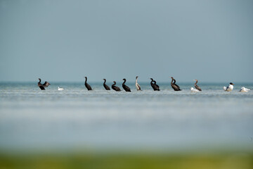 Socotra cormorants and gulls near Um Jaleed island