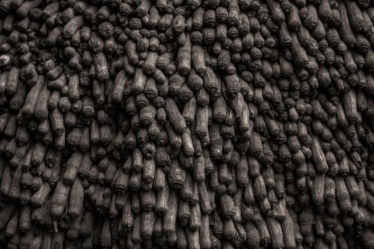 The roots of the palm tree