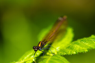 Fototapeta premium Libelle