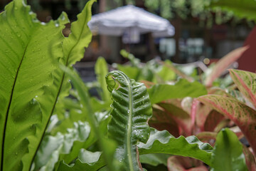 Wet green leaf in the garden