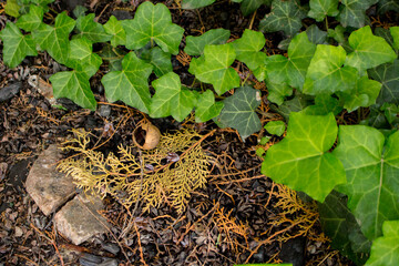 ivy creeping on the ground with branches
