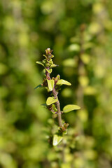 Shrubby honeysuckle